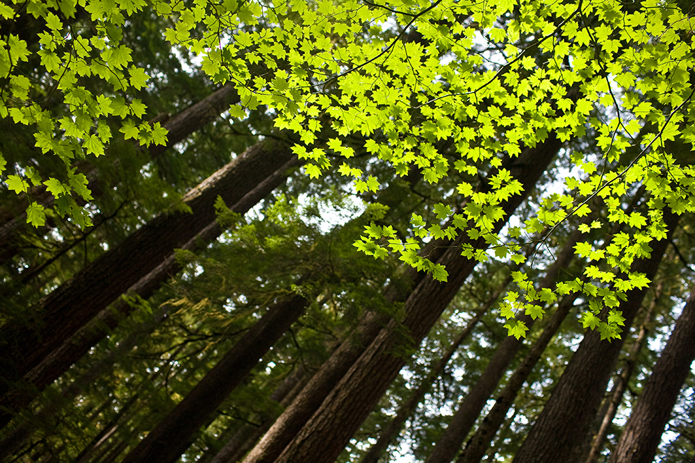 Brilliant Leaves